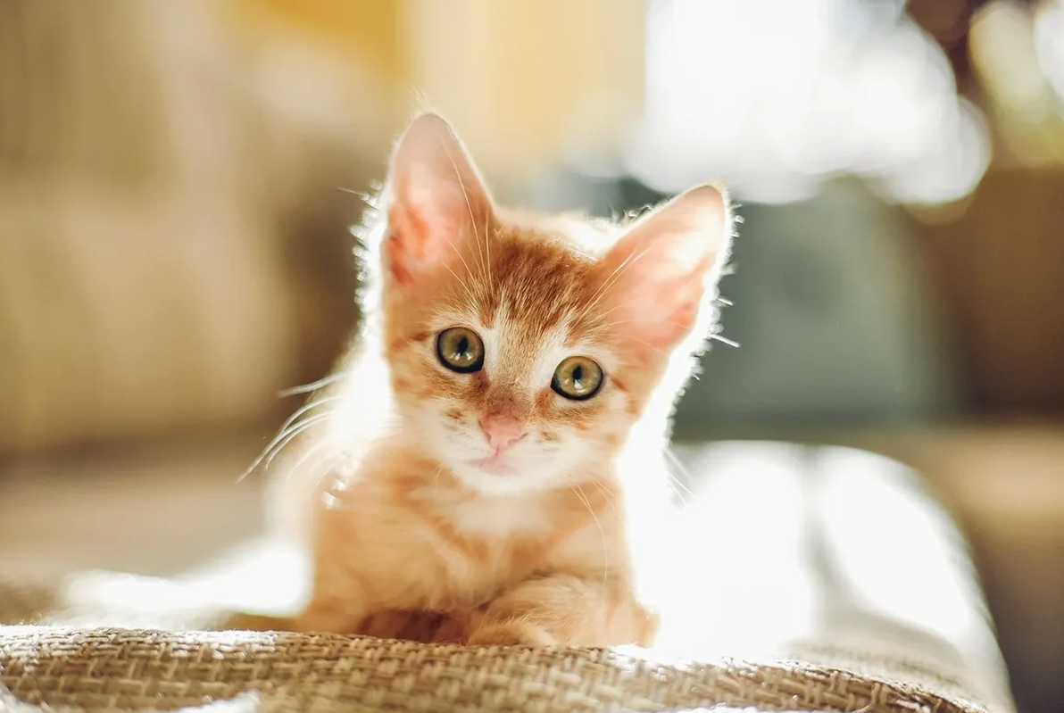 Testproduct 3 - Afbeelding 2